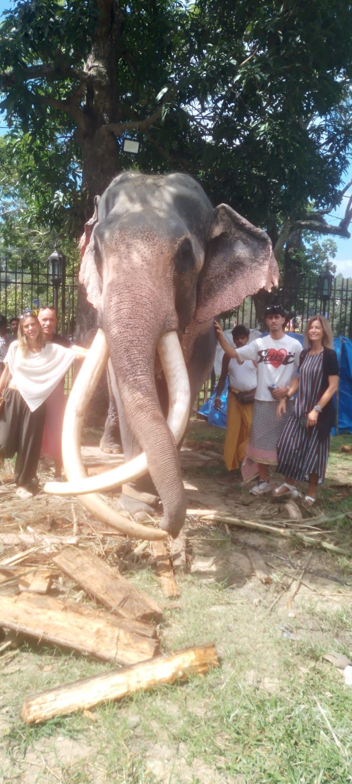 Guests beside a temple tusker in Kandy