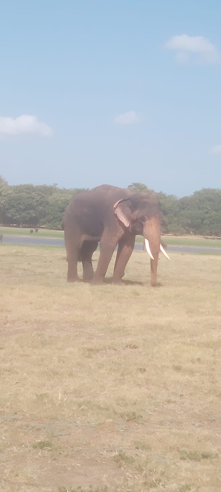 Wild tusker elephant on the grasslands of Minneriya