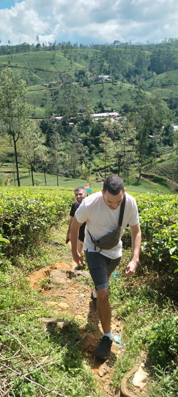 Two travellers hiking a trail through tea plantations